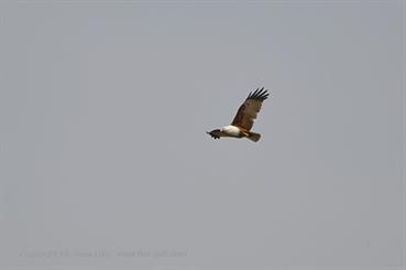 01 River_Sal_Cruise,_Goa_DSC6954_b_H600